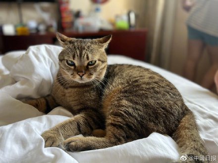 上海一对情侣携8只猫咪入住隔离酒店 上海一对情侣携8只猫咪入住隔离酒店