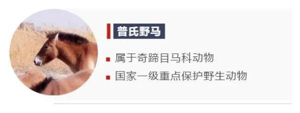 快看！驰骋于草原的骏马