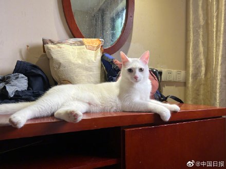 上海一对情侣携8只猫咪入住隔离酒店 上海一对情侣携8只猫咪入住隔离酒店