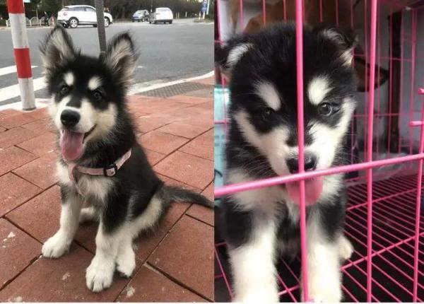 铲屎官隔离,宠物咋办?这个“宠物方舱”样本来了 铲屎官隔离,宠物咋办?这个“宠物方舱”样本来了