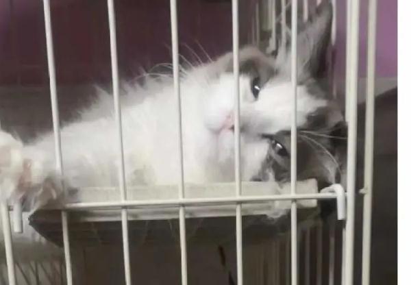 铲屎官隔离,宠物咋办?这个“宠物方舱”样本来了 铲屎官隔离,宠物咋办?这个“宠物方舱”样本来了