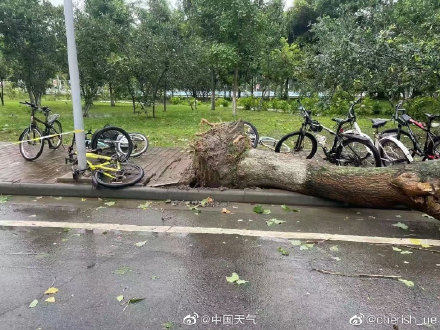 成都昨晚的风有多大 树都被刮到了