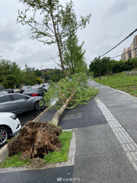 成都昨晚的风有多大 树都被刮到了