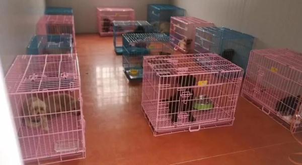 铲屎官隔离,宠物咋办?这个“宠物方舱”样本来了 铲屎官隔离,宠物咋办?这个“宠物方舱”样本来了