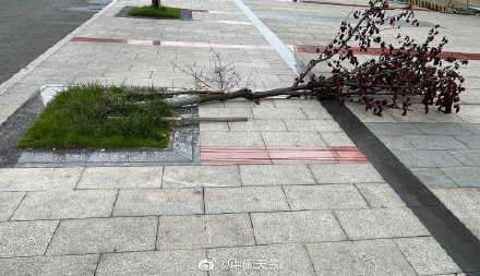 成都昨晚的风有多大 树都被刮到了