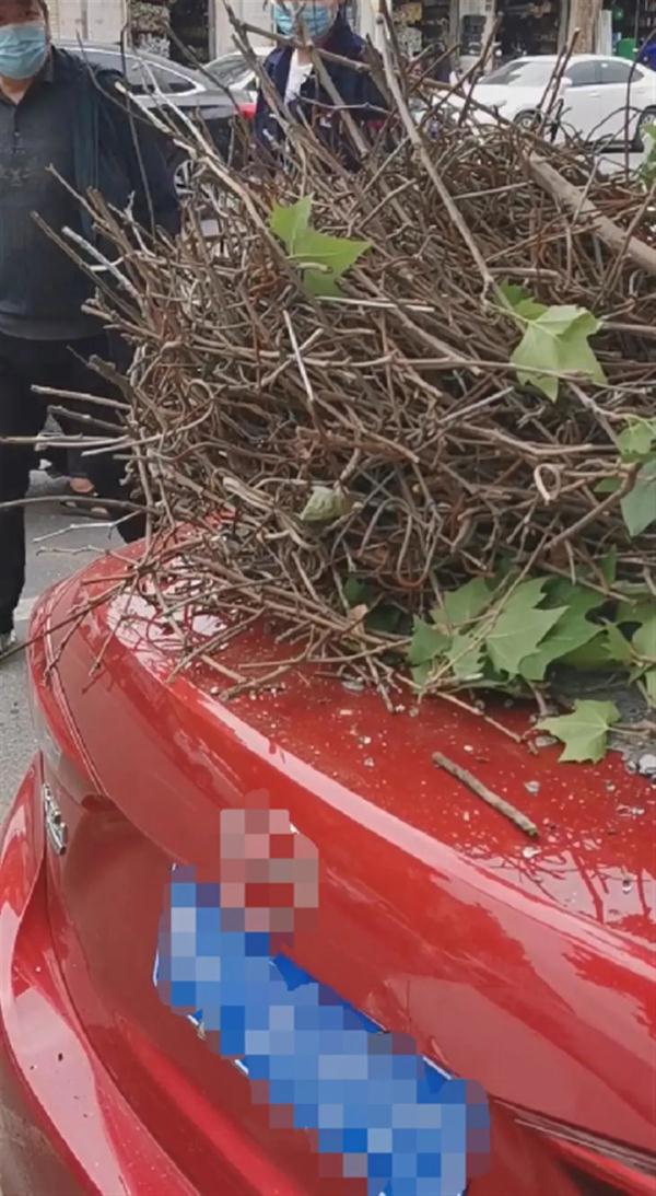 一个鸟窝砸坏轿车!网友:现在连鸟窝都钢结构了… 一个鸟窝砸坏轿车!网友:现在连鸟窝都钢结构了…