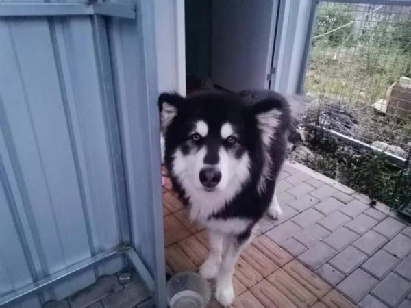 铲屎官隔离,宠物咋办?这个“宠物方舱”样本来了 铲屎官隔离,宠物咋办?这个“宠物方舱”样本来了