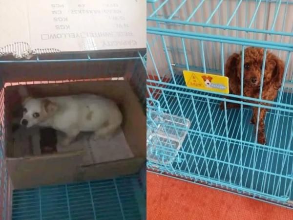 铲屎官隔离,宠物咋办?这个“宠物方舱”样本来了 铲屎官隔离,宠物咋办?这个“宠物方舱”样本来了