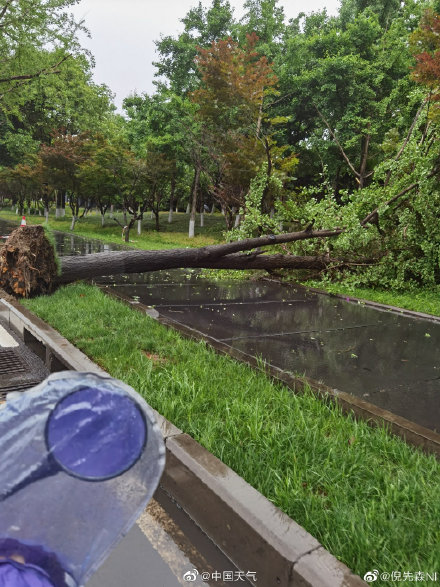 成都昨晚的风有多大 树都被刮到了