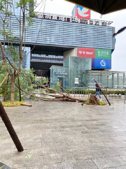 成都昨晚的风有多大 树都被刮到了