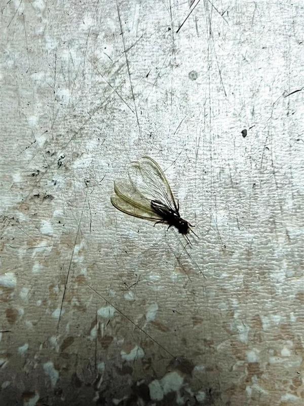 雨后出现的飞蚁到底是啥？怎么对付？专家回应→