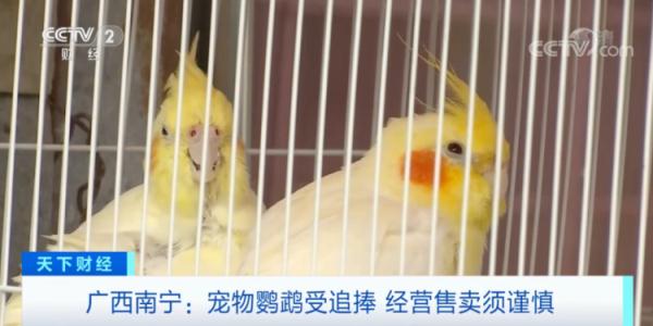 宠物鹦鹉火了！一只卖到2000元！注意：这样做可能违法