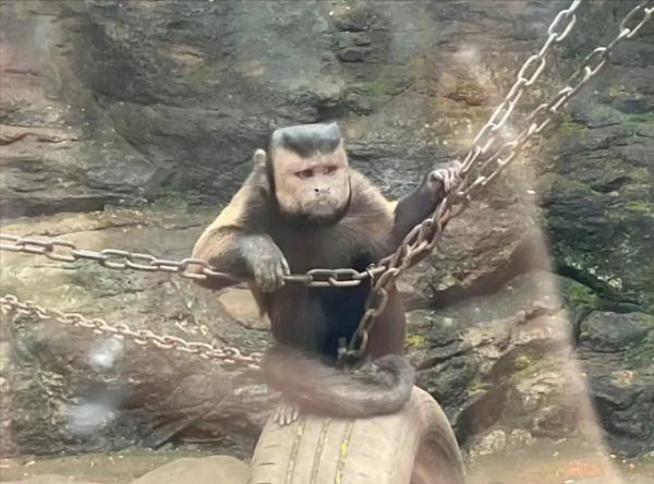 “国字脸猴”火了，网友：这不是牛爷爷吗?