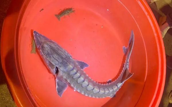 浙江一村民钓龙虾遇上“无价之宝”？！没想到是…