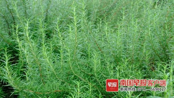 捕蝇草在南宁火了！专家说还有这些植物也能驱虫防蚊