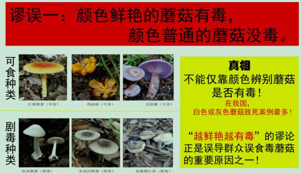 @海南人，这些野生植物请勿采食！