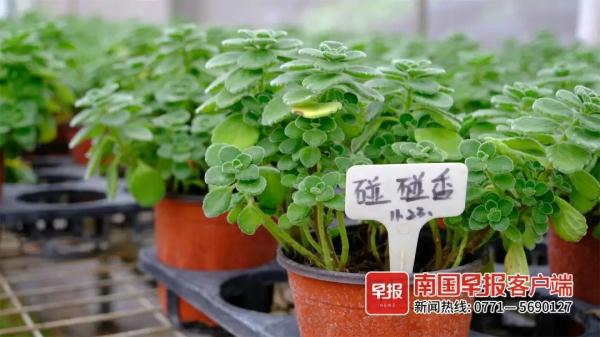 捕蝇草在南宁火了！专家说还有这些植物也能驱虫防蚊
