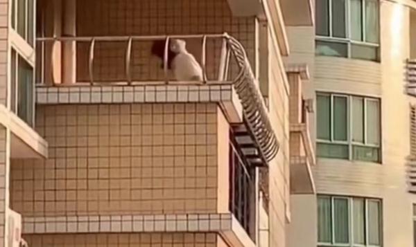 广东一女子从5楼往下扔煤气罐,社区:患抑郁症,已被警方带走 广东一女子从5楼往下扔煤气罐,社区:患抑郁症,已被警方带走