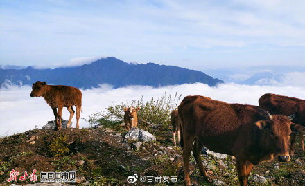 夏日，武都千坝草原美得有些过分！
