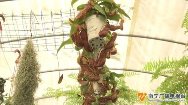 防蚊草等驱蚊植物受追捧,原理是什么?效果如何? 防蚊草等驱蚊植物受追捧,原理是什么?效果如何?