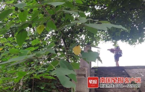 南宁不少市民抢摘路边“肾宝”果，它真能吃吗？