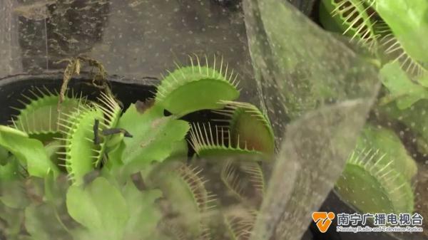 防蚊草等驱蚊植物受追捧,原理是什么?效果如何? 防蚊草等驱蚊植物受追捧,原理是什么?效果如何?