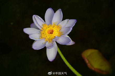 睡莲可以有多少种颜色 像油画里的睡莲