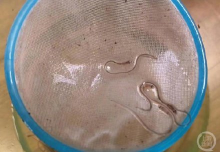 禁渔期用绝户网捕捞钱塘江鳗鱼苗,警方两次出动39人被抓 禁渔期用绝户网捕捞钱塘江鳗鱼苗,警方两次出动39人被抓