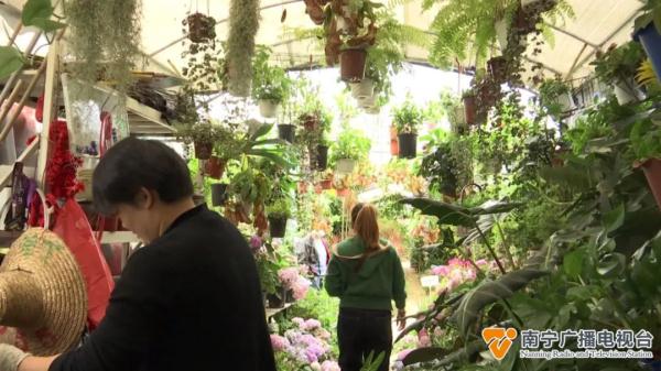 防蚊草等驱蚊植物受追捧,原理是什么?效果如何? 防蚊草等驱蚊植物受追捧,原理是什么?效果如何?