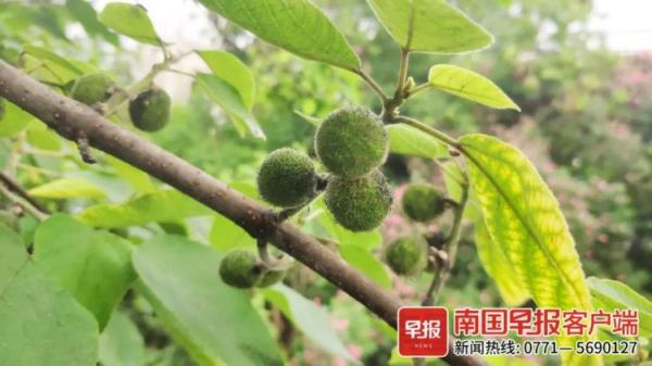 南宁不少市民抢摘路边“肾宝”果，它真能吃吗？
