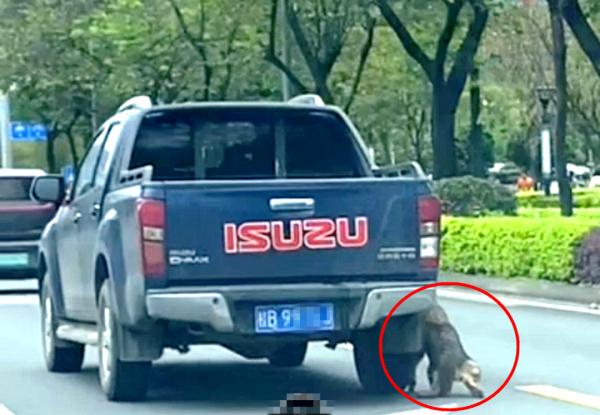 广西一狗狗被皮卡车拖行，是“虐狗”还是偷狗？真相来了