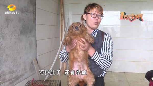 女子一年花15万收养16只流浪狗，父亲：女儿养狗不养爹