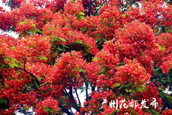 刷屏！广州这片花海红了！