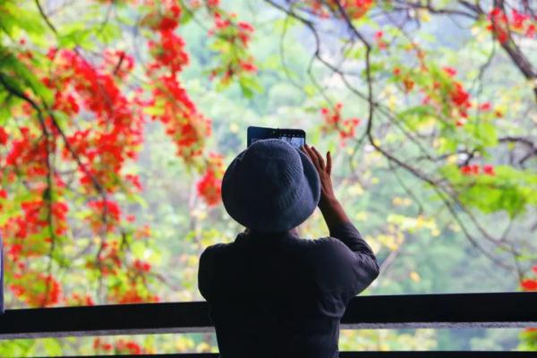 刷屏！广州这片花海红了！