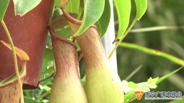 防蚊草等驱蚊植物受追捧,原理是什么?效果如何? 防蚊草等驱蚊植物受追捧,原理是什么?效果如何?
