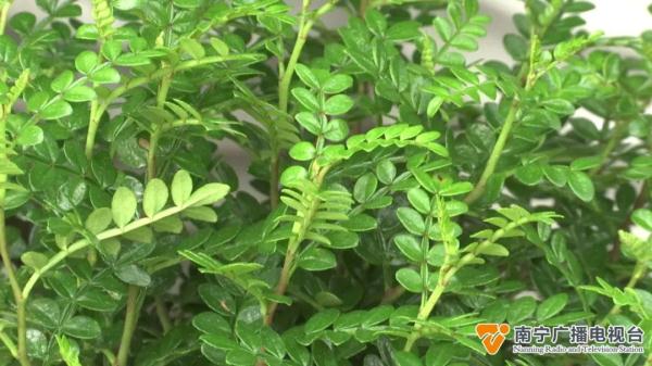 防蚊草等驱蚊植物受追捧,原理是什么?效果如何? 防蚊草等驱蚊植物受追捧,原理是什么?效果如何?