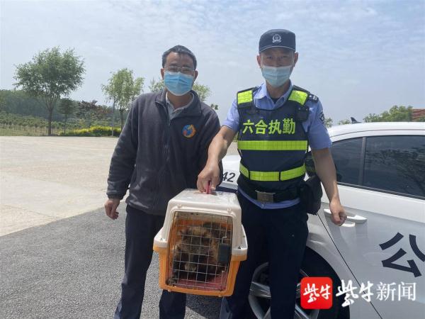 菜园躲着一只受伤“怪狗” 原是难得一见的狗獾