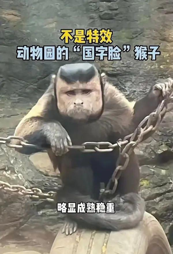 这张“国字脸”火爆全网，一起围观→