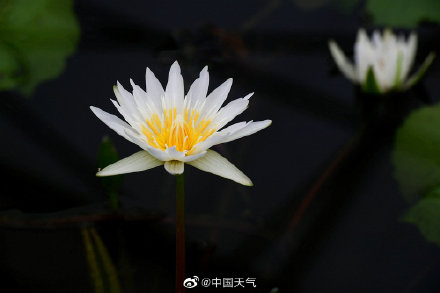 睡莲可以有多少种颜色 像油画里的睡莲