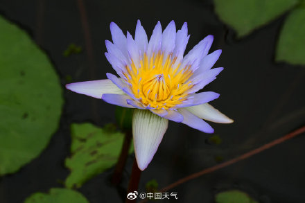 睡莲可以有多少种颜色 像油画里的睡莲