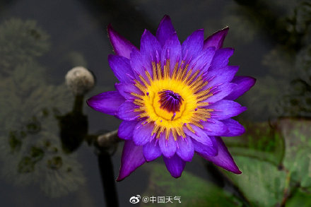 睡莲可以有多少种颜色 像油画里的睡莲