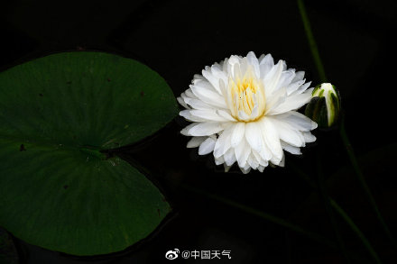 睡莲可以有多少种颜色 像油画里的睡莲