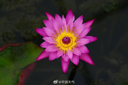 睡莲可以有多少种颜色 像油画里的睡莲