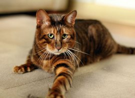 5万多买的玩具虎猫有偿借猫配种，半小时后死亡，法院这样判