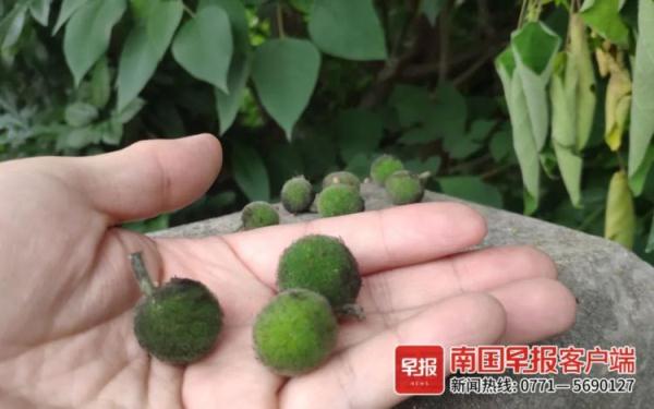 南宁不少市民抢摘路边“肾宝”果，它真能吃吗？