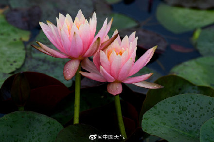 睡莲可以有多少种颜色 像油画里的睡莲