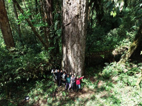 76.8米新“树王”!中国大陆最高树是咋测出来的? 76.8米新“树王”!中国大陆最高树是咋测出来的?