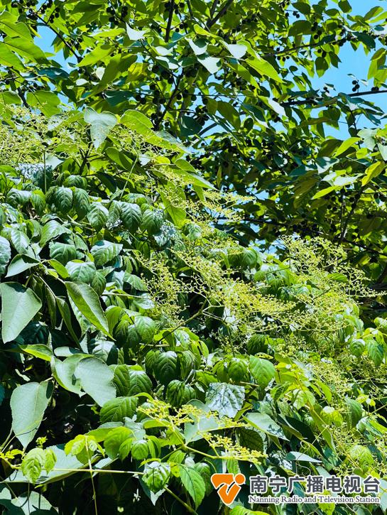 南宁路边挂满小绿果，市民其称为“肾宝果”，能吃吗？