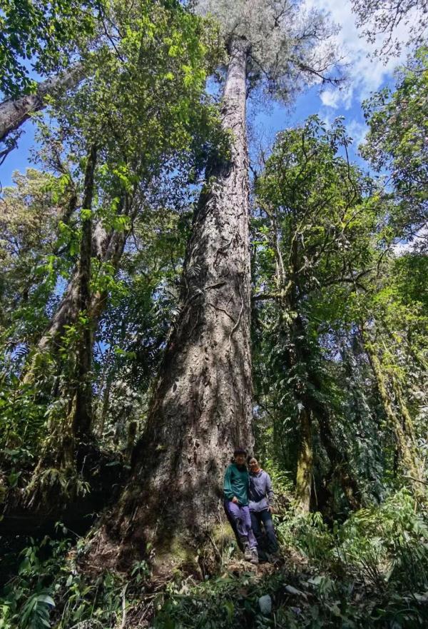 76.8米新“树王”!中国大陆最高树是咋测出来的? 76.8米新“树王”!中国大陆最高树是咋测出来的?