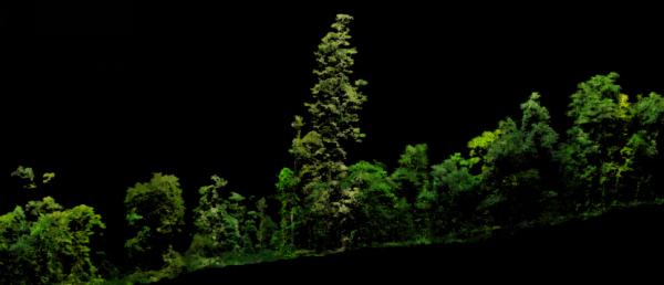 76.8米新“树王”!中国大陆最高树是咋测出来的? 76.8米新“树王”!中国大陆最高树是咋测出来的?